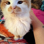 Sir Skittles joined the competition — help win amazing prizes! background, bed, big_eyes, blanket, cat, close_up, cozy, human_arm, indoor, kitten, long_fur, orange_fur, paws, pet, portrait, sleeping_cat, soft_light, tattoo, whiskers, white_fur