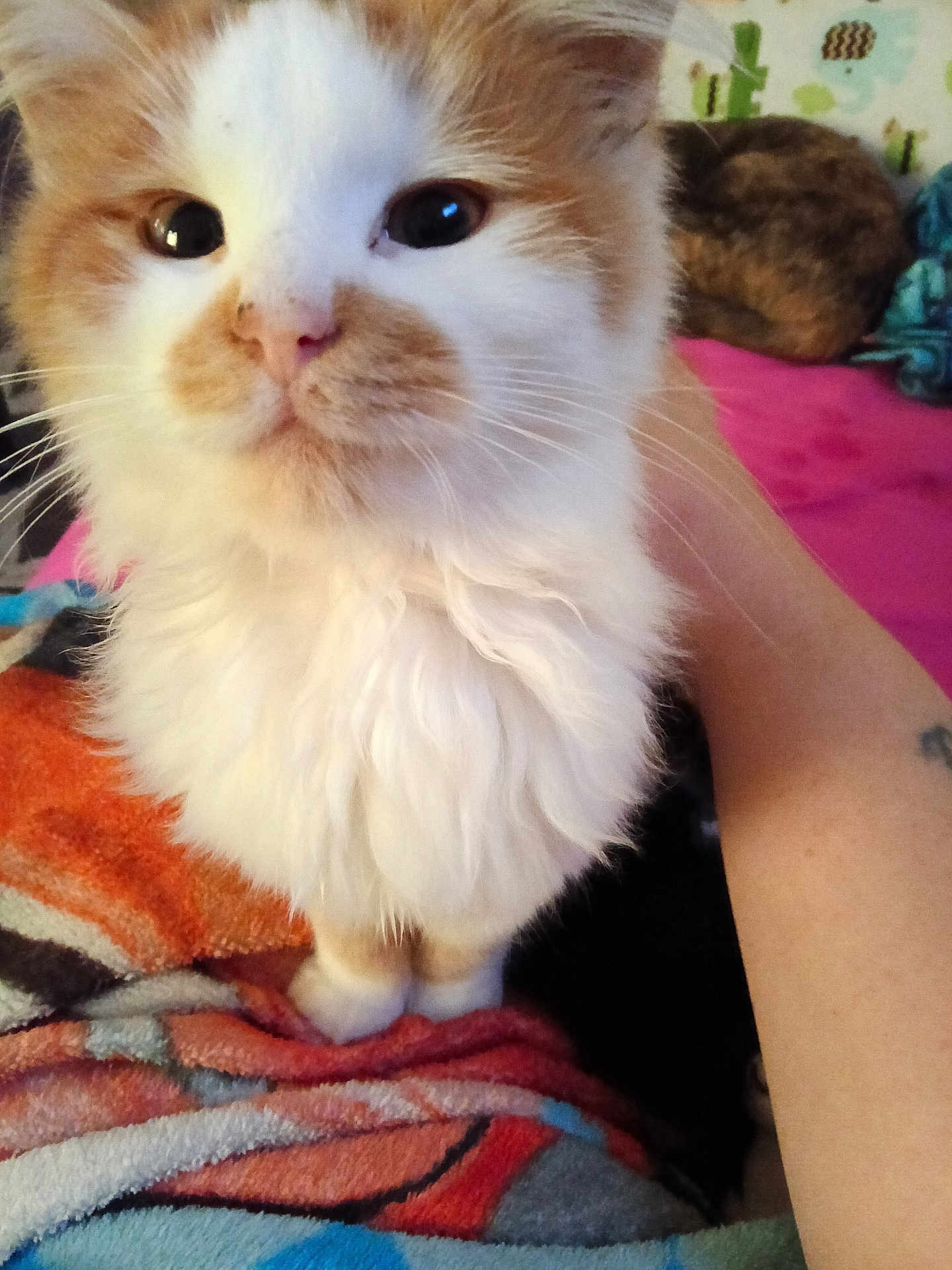 Sir Skittles joined the competition — help win amazing prizes! background, bed, big_eyes, blanket, cat, close_up, cozy, human_arm, indoor, kitten, long_fur, orange_fur, paws, pet, portrait, sleeping_cat, soft_light, tattoo, whiskers, white_fur