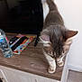 cat, wooden_surface, water_bottle, magazine, television, couch, indoor, pet, curious, walking, furniture, living_room, blurred, domestic_animal, ears, tail, floor, cabinet, household, room
