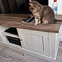 cat, gray_cat, furniture, tv_stand, remote_controls, water_bottle, wood_floor, indoor, pet, domestic_animal, curious, sitting, wood_texture, electronics, living_room, household, side_view, quiet, calm, domestic