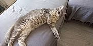 Alba participe au concours pour gagner de l'argent avec cette photo : cat, gray_cat, fluffy, couch, sofa, indoor, relaxed, pet, furniture, floor, wooden_floor, pillows, cozy, laying_down, animal, domestic_animal, living_room, home, resting, furry