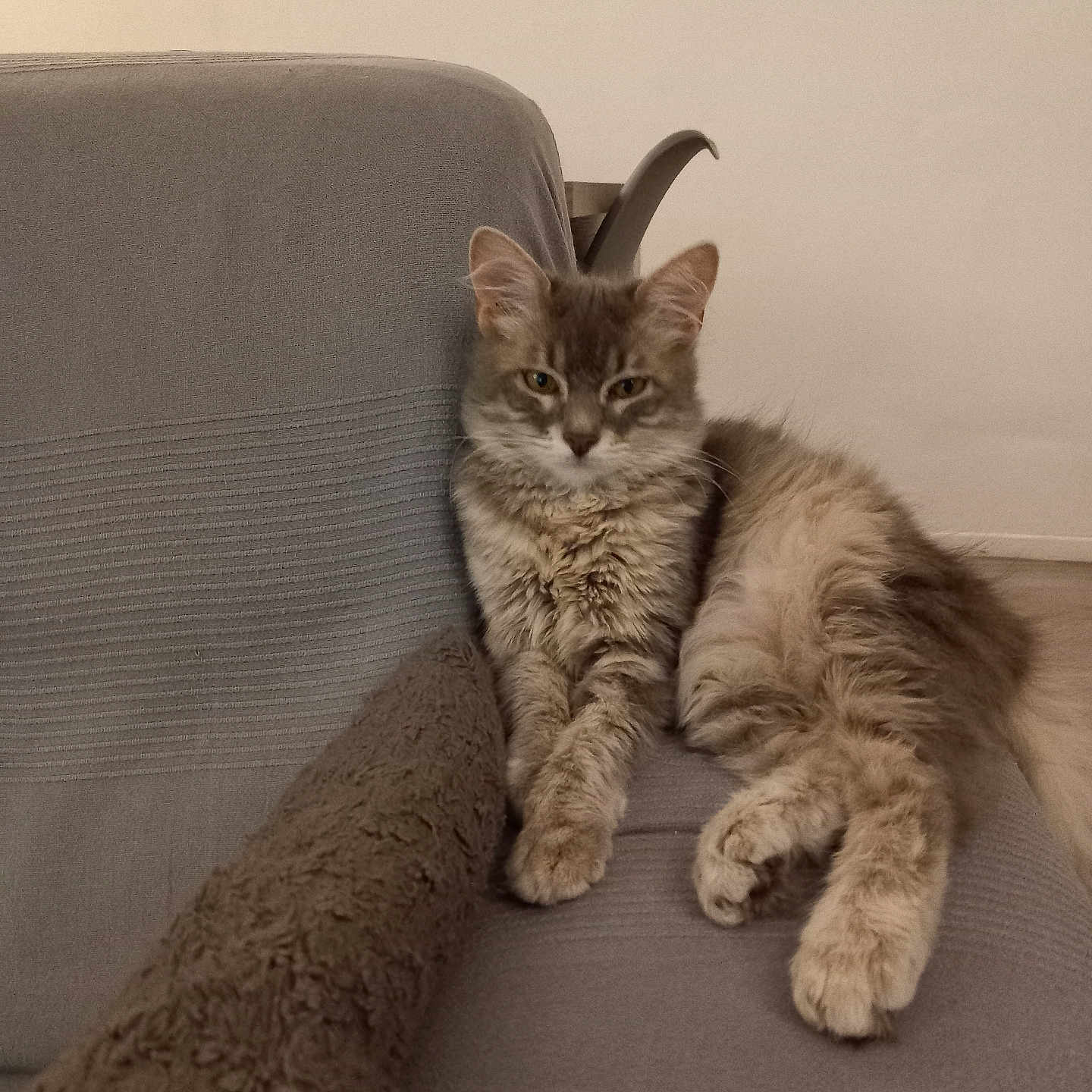 Alba participe au concours pour gagner de l'argent avec cette photo : animal, blanket, calm, cat, cozy, cute, domestic, feline, fluffy, fur, furniture, gray_couch, home, indoor, neutral_background, paws, pet, relaxed, resting, sitting