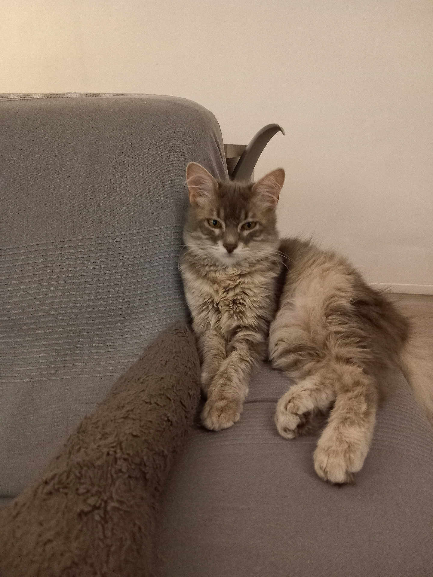 Alba