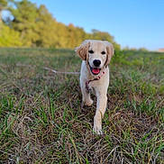 Bulle participe au concours pour gagner de l'argent avec cette photo : dog, puppy, golden_retriever, outdoor, field, grass, nature, blue_sky, sunlight, standing, walking, happy, smiling, tongue_out, collar, leash, fur, portrait, animal, landscape