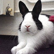 Prout participe au concours pour gagner de l'argent avec cette photo : domestic_rabbit, rabbit, rabits_and_hares, snout, whiskers