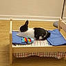 Prout a rejoint le concours — aidez-le/la à gagner de superbes lots ! bed, box, carnivoran, cat, cat_like_mammal, cat_supply, chair, couch, furniture, kitten, play, product, small_to_medium_sized_cats, table, whiskers