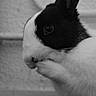 Prout a rejoint le concours — aidez-le/la à gagner de superbes lots ! black, black_and_white, domestic_rabbit, fauna, fur, monochrome, monochrome_photography, nose, rabbit, rabits_and_hares, skin, snout, whiskers, white