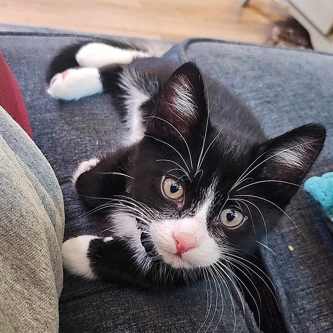 Fiyero is registered to the contest to win money with this photo: kitten, cat, black_and_white, pet, animal, indoor, couch, pillow, cozy, whiskers, fur, cute, curious, relaxed, small, young, domestic, feline, pink_nose, looking_up