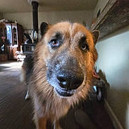 Ivar joined the competition — help win amazing prizes! dog, close_up, indoor, furry, curious, nose, pet, animal, living_room, wood_stove, furniture, brown, black, ears, floor, canine, portrait, house, domestic, cute