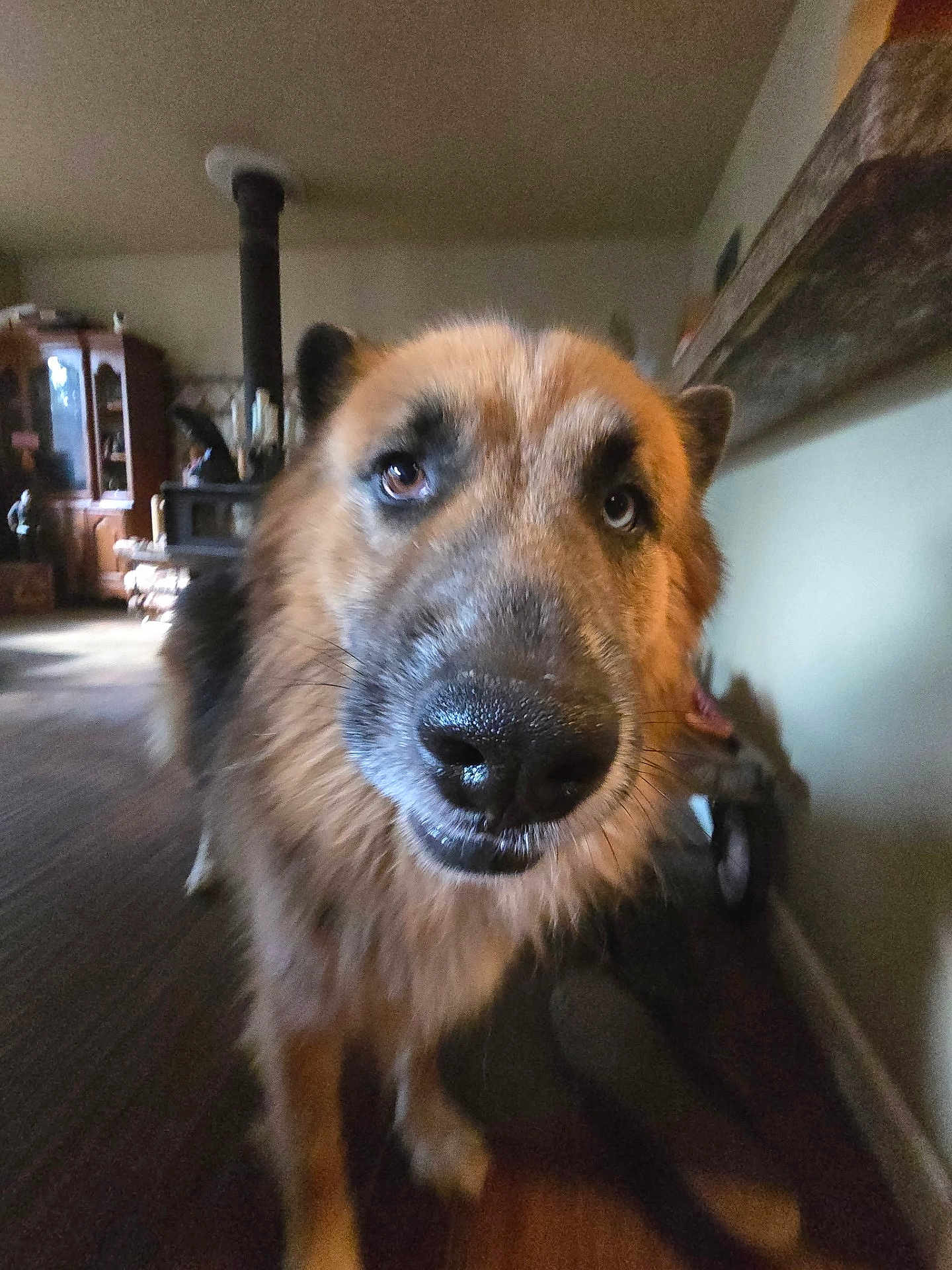 Ivar joined the competition — help win amazing prizes! dog, close_up, indoor, furry, curious, nose, pet, animal, living_room, wood_stove, furniture, brown, black, ears, floor, canine, portrait, house, domestic, cute