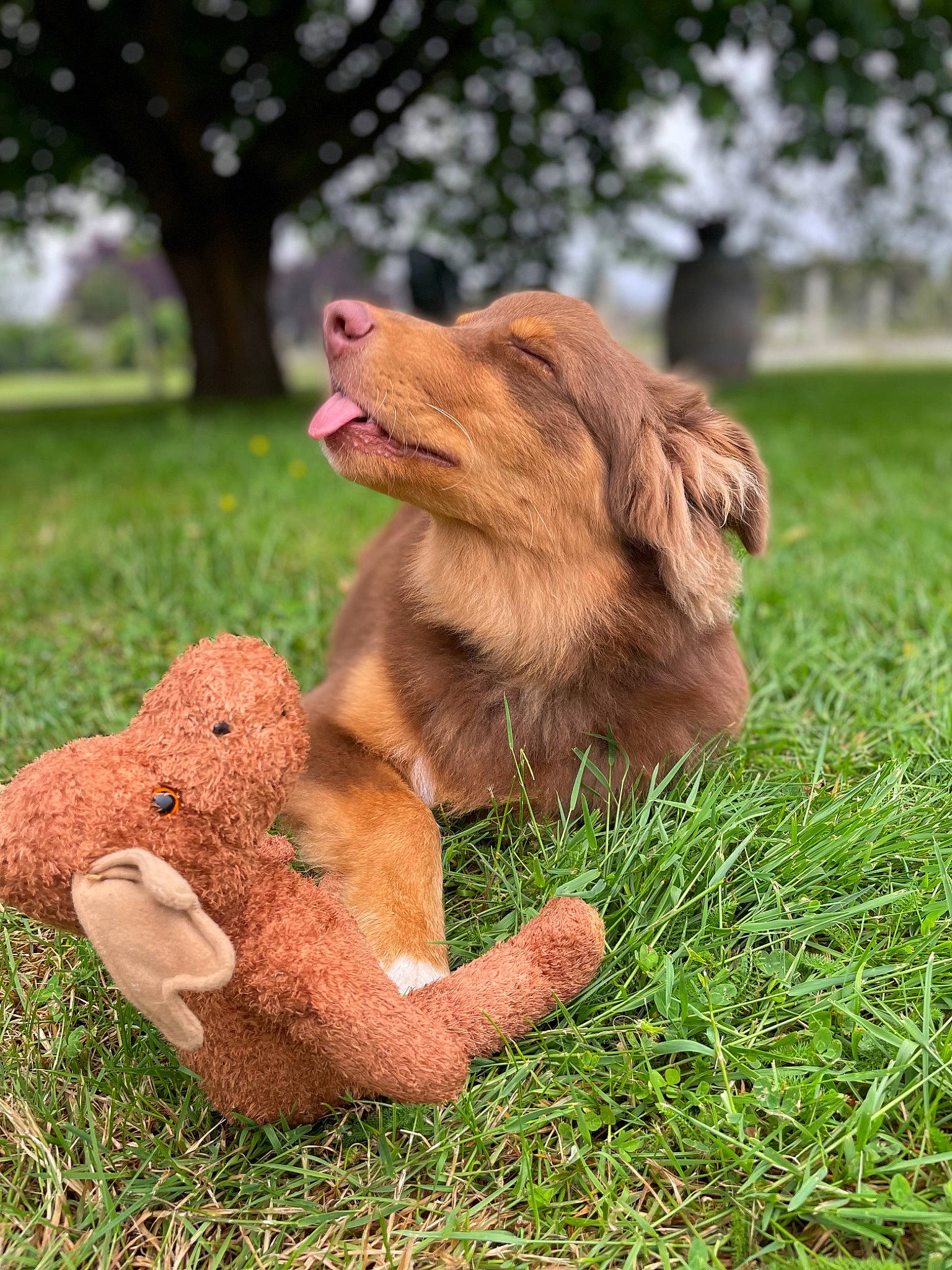 Saphir participe au concours pour gagner de l'argent avec cette photo : canidae, carnivore, cocker_spaniel, companion_dog, dog, dog_breed, fur, grass, hound, hunting_dog, liver, paw, plant, pointing_breed, retriever, spaniel, sporting_group, terrestrial_animal, tree, working_animal