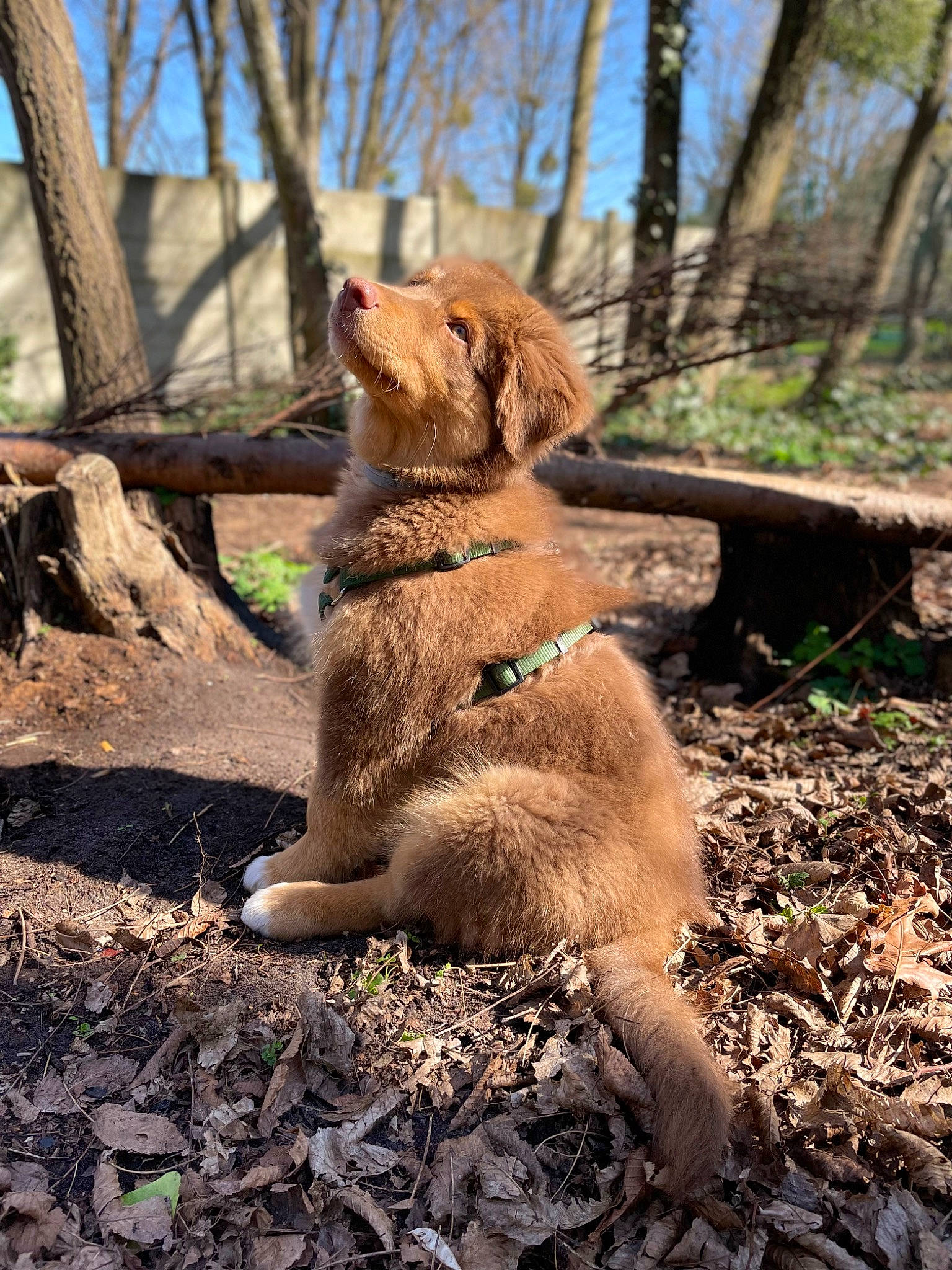 Saphir participe au concours pour gagner de l'argent avec cette photo : carnivore, companion_dog, dog, dog_breed, fawn, felidae, forest, fur, grass, paw, plant, sky, soil, sporting_group, tail, terrestrial_animal, tree, trunk, wildlife, wood
