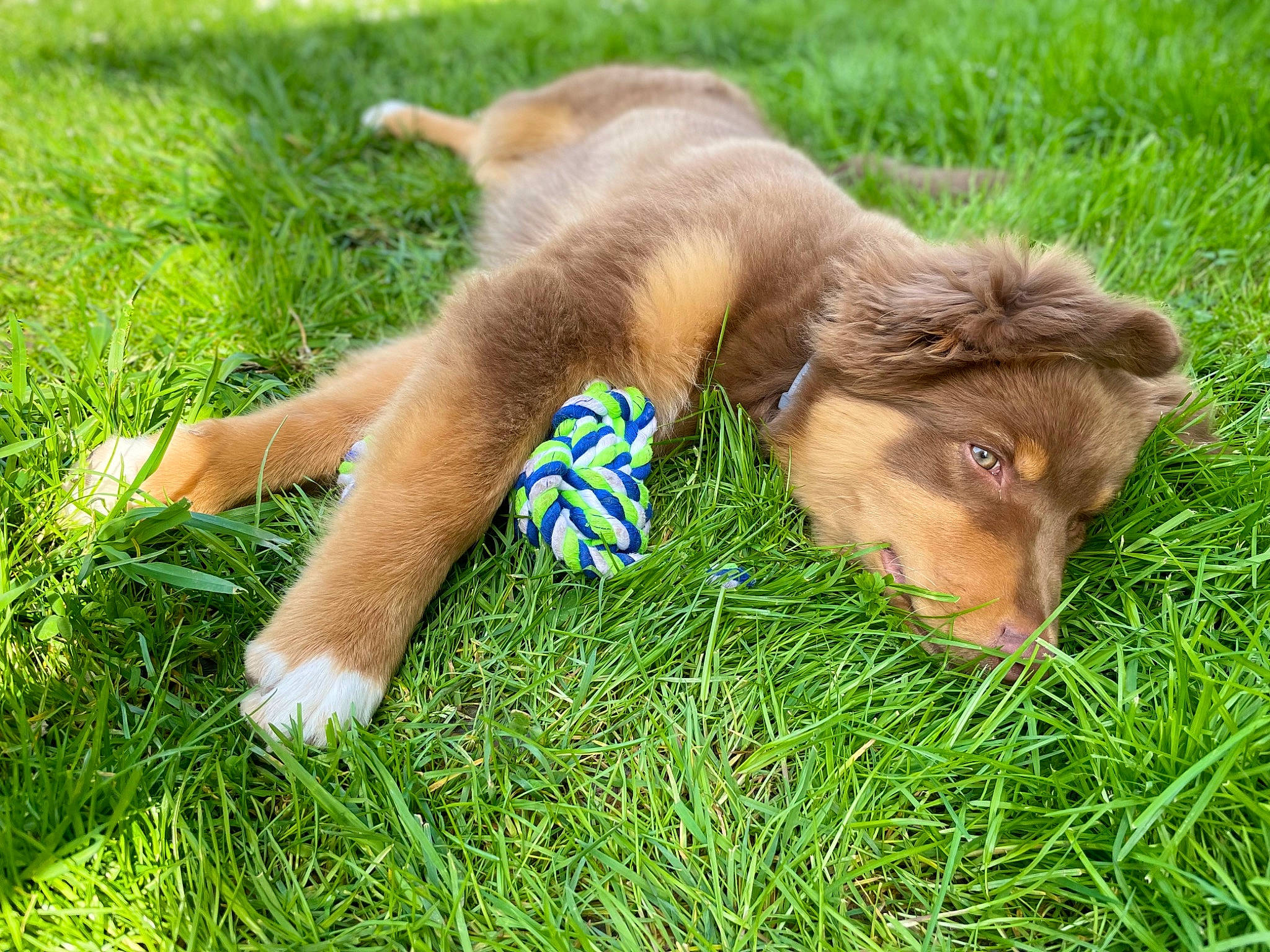 Saphir participe au concours pour gagner de l'argent avec cette photo : canidae, carnivore, companion_dog, dog, dog_breed, fawn, felidae, fur, grass, liver, pasture, paw, people_in_nature, plant, sporting_group, tail, terrestrial_animal, whiskers, wildlife, working_animal