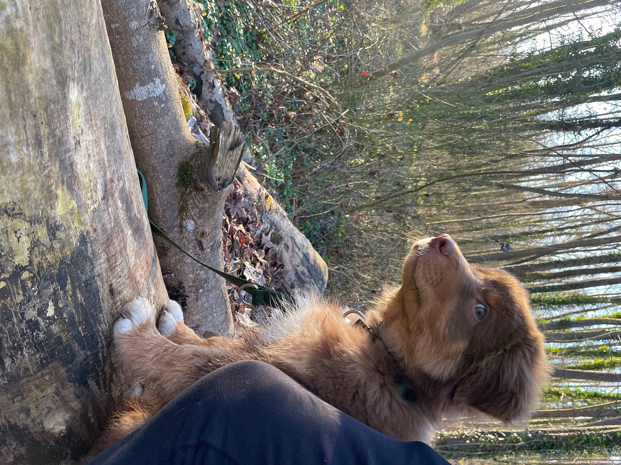 Saphir a rejoint le concours — aidez-le/la à gagner de superbes lots ! big_cats, canidae, carnivore, dog_breed, fawn, felidae, fur, grass, japanese_macaque, kodiak_bear, lion, plant, recreation, sporting_group, tail, terrestrial_animal, tree, trunk, wildlife, wood