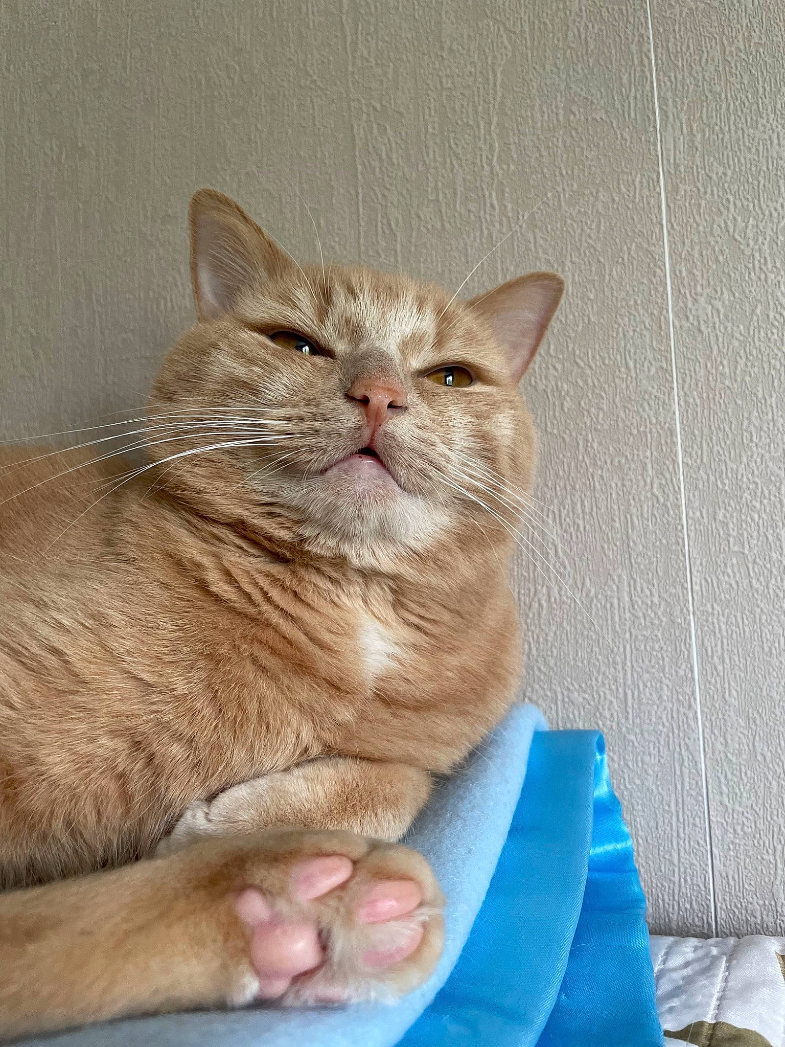 Maya participe au concours pour gagner de l'argent avec cette photo : carnivore, cat, comfort, domestic_short_haired_cat, fawn, felidae, fur, gesture, nail, paw, sitting, small_to_medium_sized_cats, tail, terrestrial_animal, whiskers, window