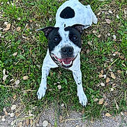 Maïa a rejoint le concours — aidez-le/la à gagner de superbes lots ! dog, black_and_white, grass, outdoor, happy, smiling, pet, animal, canine, collar, lying_down, nature, leaf, earth, playful, friendly, close_up, spot, heart_shaped_mark, tongue_out