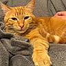 Roucky participe au concours pour gagner de l'argent avec cette photo : cat, orange_tabby, pet, animal, feline, paw, whiskers, blanket, cozy, relaxed, fur, domestic_animal, sleepy, resting, hand, indoor, comfort, closeup, cute, soft