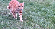 Roucky participe au concours pour gagner de l'argent avec cette photo : cat, orange_tabby, grass, field, outdoor, animal, walking, nature, mammal, feline, pet, fur, greenery, tree, wildlife, daylight, grassland, alert, four_legs, whiskers