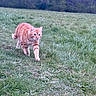 cat, orange_tabby, grass, field, outdoor, animal, walking, nature, mammal, feline, pet, fur, greenery, tree, wildlife, daylight, grassland, alert, four_legs, whiskers