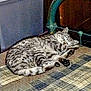 cat, tabby_cat, sleeping, bed, quilt, furniture, indoor, pet, animal, cozy, resting, striped, fur, paw, metal_bed_frame, quiet, peaceful, domestic_cat, home, nap