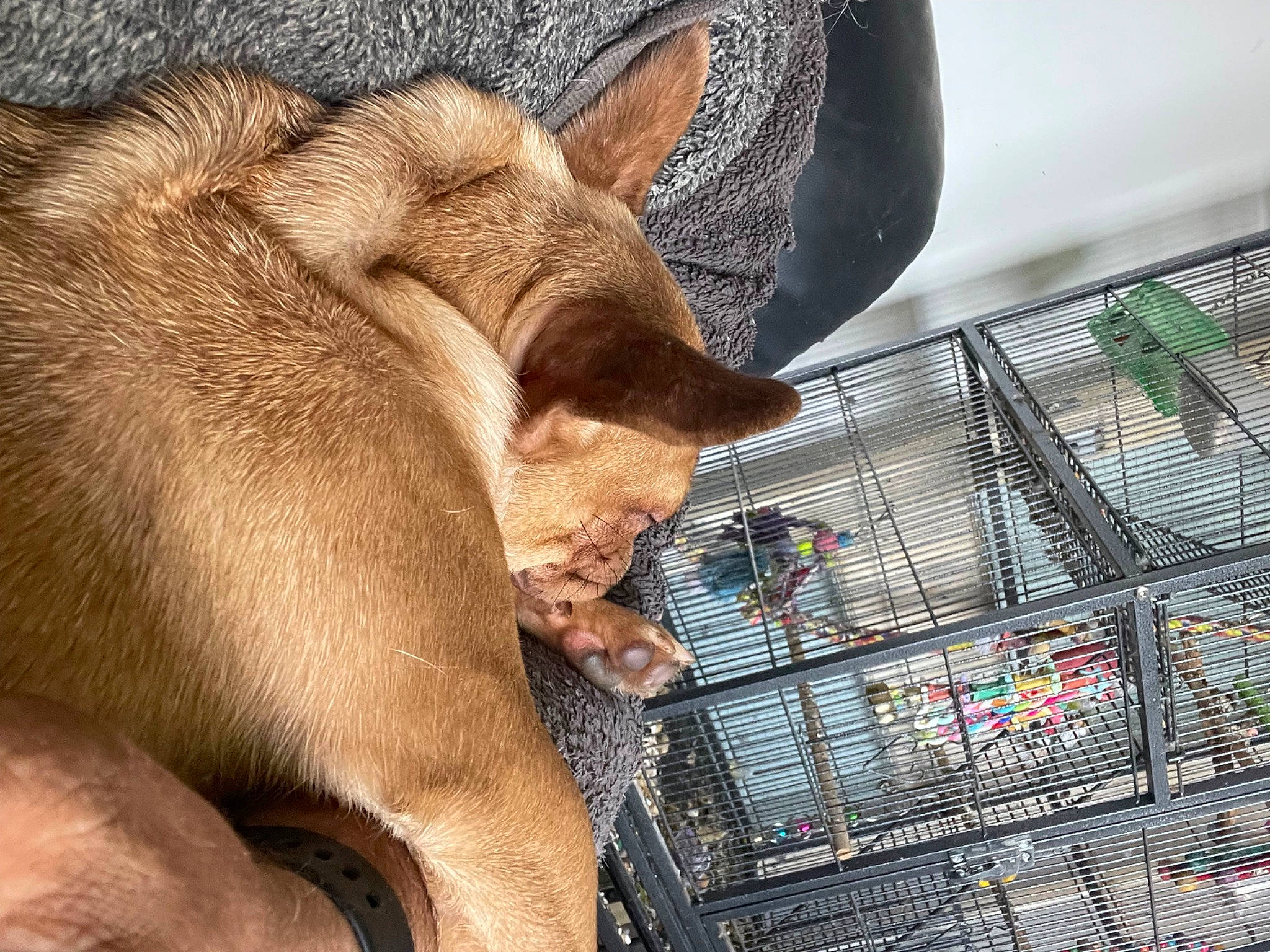 Chucky is registered to the contest to win money with this photo: animal_shelter, cage, canidae, carnivore, dog, dog_breed, domestic_pig, fawn, felidae, fur, liver, livestock, mesh, nap, pet_supply, sporting_group, suidae, terrestrial_animal, whiskers, working_animal