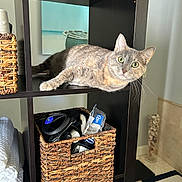 Gracie is registered to the contest to win money with this photo: basket, beach, cat, curiosity, curious, decor, eyes, feline, home, indoor, painting, pet, relaxed, room, shelf, storage, towels, whiskers, wooden_furniture, woven_basket