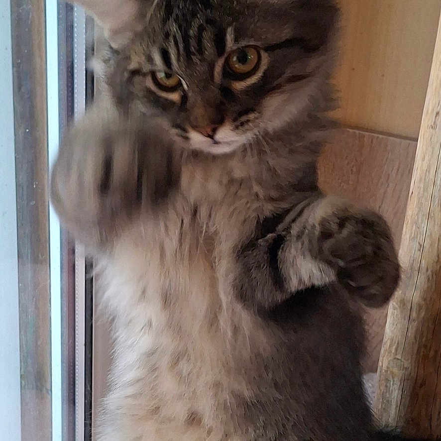 Coon