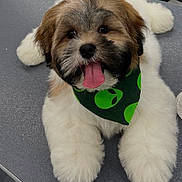 Benito joined the competition — help win amazing prizes! dog, puppy, fluffy, tongue_out, bandana, green_bandana, alien_pattern, cute, pet, animal, happy, playful, fur, white_fur, brown_fur, black_fur, lying_down, indoor, close_up, adorable