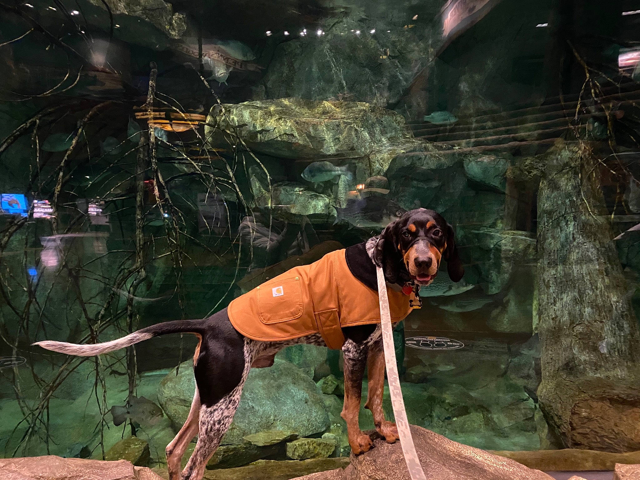 Red joined the competition — help win amazing prizes! adventure, art, carnivore, cg_artwork, darkness, dog, dog_breed, fawn, flash_photography, fun, grass, hat, illustration, mythology, painting, people_in_nature, recreation, sporting_group, visual_arts, working_animal