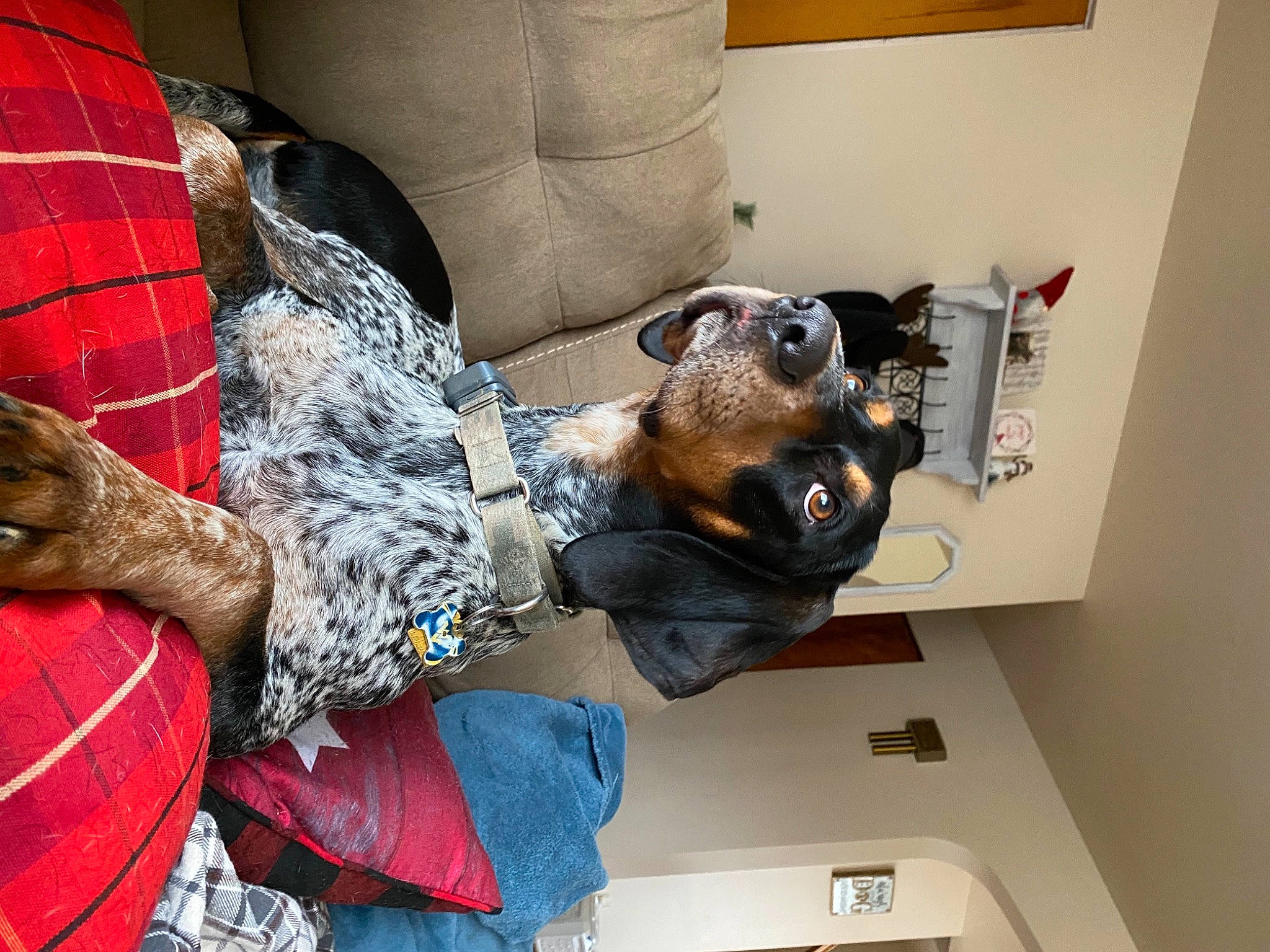 Red joined the competition — help win amazing prizes! art, comfort, couch, pattern, personal_protective_equipment, pillow, plaid, room, sculpture, sporting_group, tartan