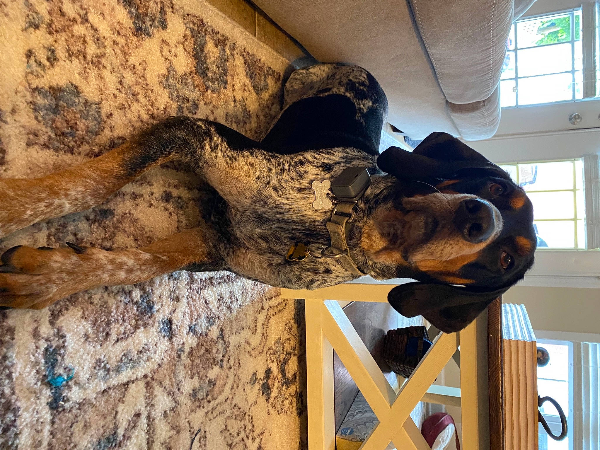 Red joined the competition — help win amazing prizes! art, artifact, bronze, carving, chainsaw_carving, fun, fur, hat, history, metal, monument, sculpture, statue, tree, trunk, vertebrate, visual_arts, window, wood