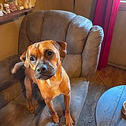 Lil Bit joined the competition — help win amazing prizes! dog, brown_dog, armchair, recliner, living_room, pet, paws, eyes, curious, wooden_floor, curtain, window, side_table, dog_bowl, upholstery, indoor, furniture, portrait, standing, tail