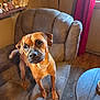dog, brown_dog, armchair, recliner, living_room, pet, paws, eyes, curious, wooden_floor, curtain, window, side_table, dog_bowl, upholstery, indoor, furniture, portrait, standing, tail
