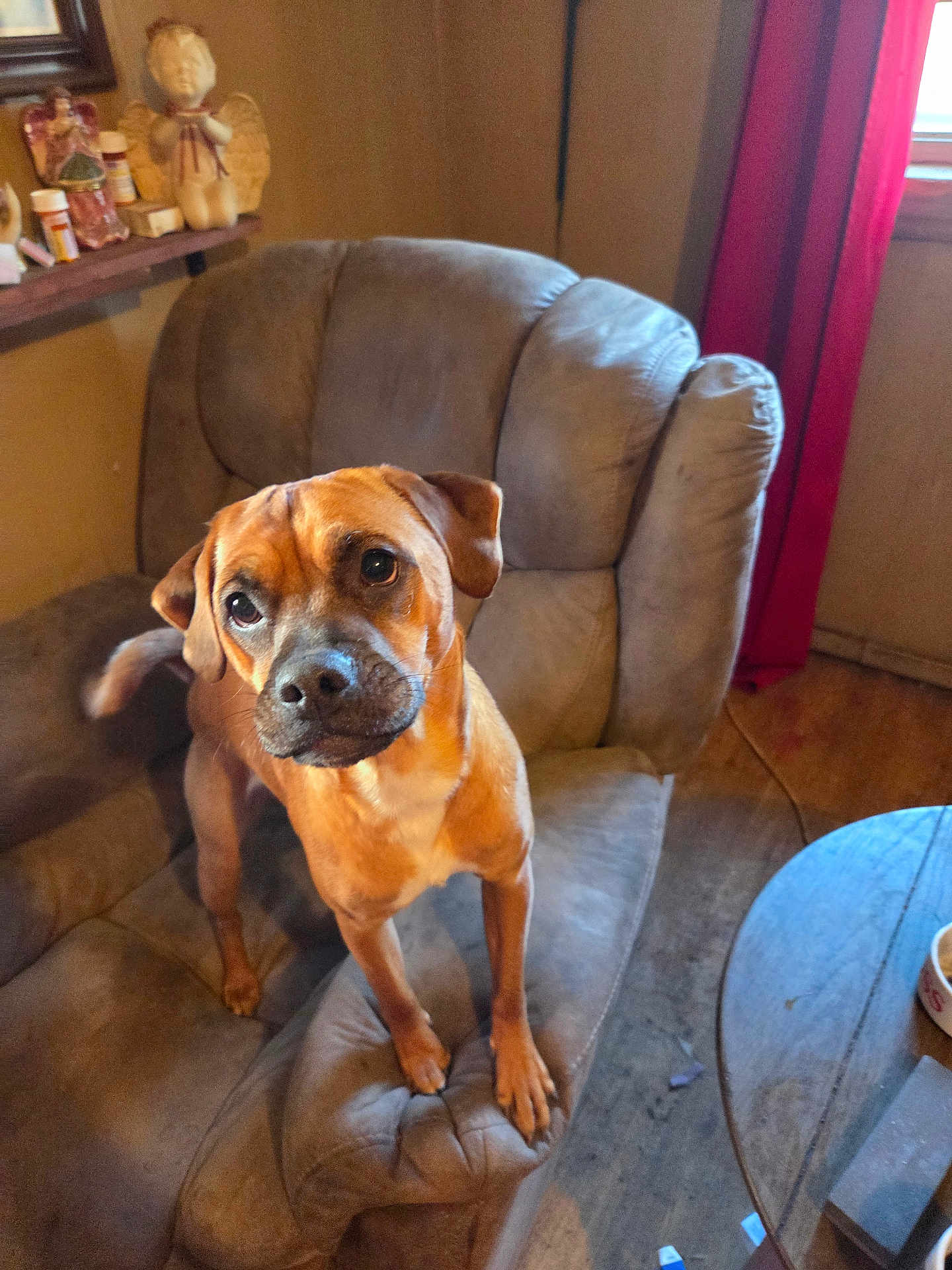 Lil Bit joined the competition — help win amazing prizes! dog, brown_dog, armchair, recliner, living_room, pet, paws, eyes, curious, wooden_floor, curtain, window, side_table, dog_bowl, upholstery, indoor, furniture, portrait, standing, tail