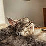 cat, feline, licking, fur, whiskers, indoor, sunlight, relaxed, closeup, profile, gray, pet, animal, cozy, sleepy, soft, domestic, cute, mammal