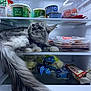Tokyo a rejoint le concours — aidez-le/la à gagner de superbes lots ! cat, refrigerator, food, canned_food, packaging, vegetables, dairy, gray_cat, feline, curious, indoor, pet, fur, whiskers, tail, shelf, plastic_wrap, container, lighting, household