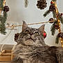 Tokyo a rejoint le concours — aidez-le/la à gagner de superbes lots ! cat, gray_cat, fluffy, fur, pet, indoor, holiday_decor, pine_cones, ornaments, lights, curious, looking_up, floor, cozy, home, festive, animal, whiskers, ears, relaxed