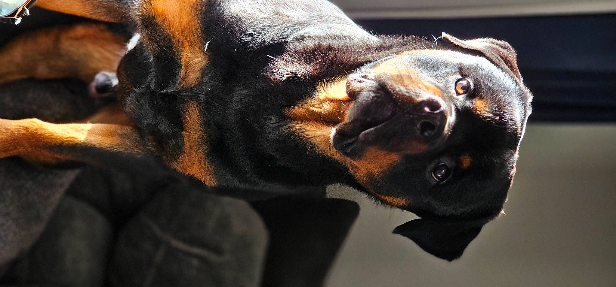 Hank joined the competition — help win amazing prizes! canidae, carnivore, claw, close_up, comfort, companion_dog, dog, dog_breed, ear, fawn, fur, guard_dog, paw, plant, snout, sporting_group, terrestrial_animal, whiskers, wildlife, working_dog