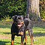 Hank joined the competition — help win amazing prizes! animal, backyard, canine, dog, field, grass, grassland, grove, land, nature, outdoors, park, pet, plant, puppy, summer, tree, vegetation, woodland, yard