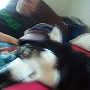 Koda is registered to the contest to win money with this photo: accessory, bearded_person, blanket, blurry, closeup, collar, couch, dog, hat, husky, indoor, living_room, motion_blur, person, pet, pillow, portrait, relaxed, sleeping, sunglasses