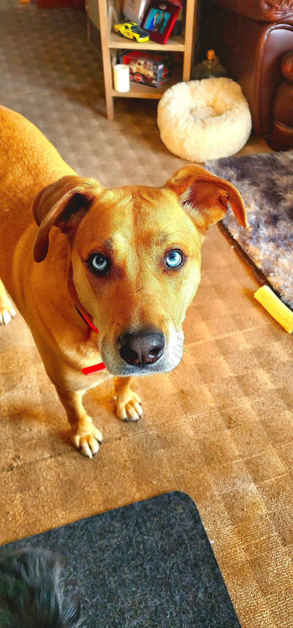 Medusa is registered to the contest to win money with this photo: ancient_dog_breeds, canidae, carnivore, collar, companion_dog, dog, dog_breed, eye, fawn, non_sporting_group, sporting_group, whiskers, wood, working_animal