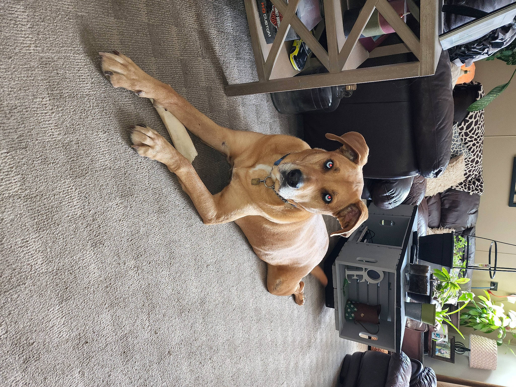 Medusa joined the competition — help win amazing prizes! action_figure, animation, art, eyewear, fawn, fictional_character, figurine, flooring, flowerpot, fur, hardwood, houseplant, machine, pattern, plant, room, stuffed_toy, toy, wood, working_animal