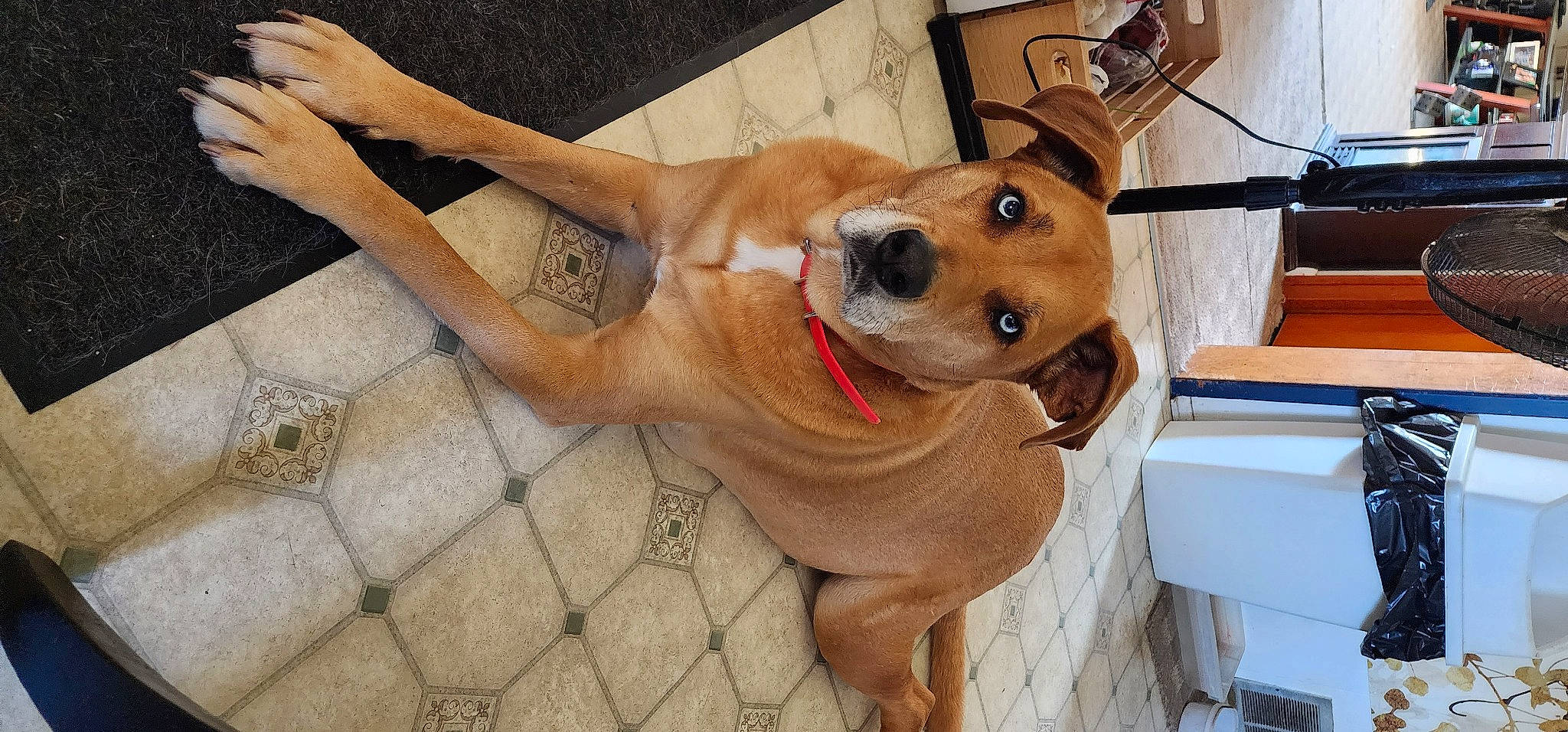 Medusa is registered to the contest to win money with this photo: canidae, carnivore, collar, companion_dog, dog, dog_breed, dog_collar, dog_supply, ear, fawn, flooring, fur, paw, pet_supply, snout, sporting_group, tail, whiskers, wood, working_animal