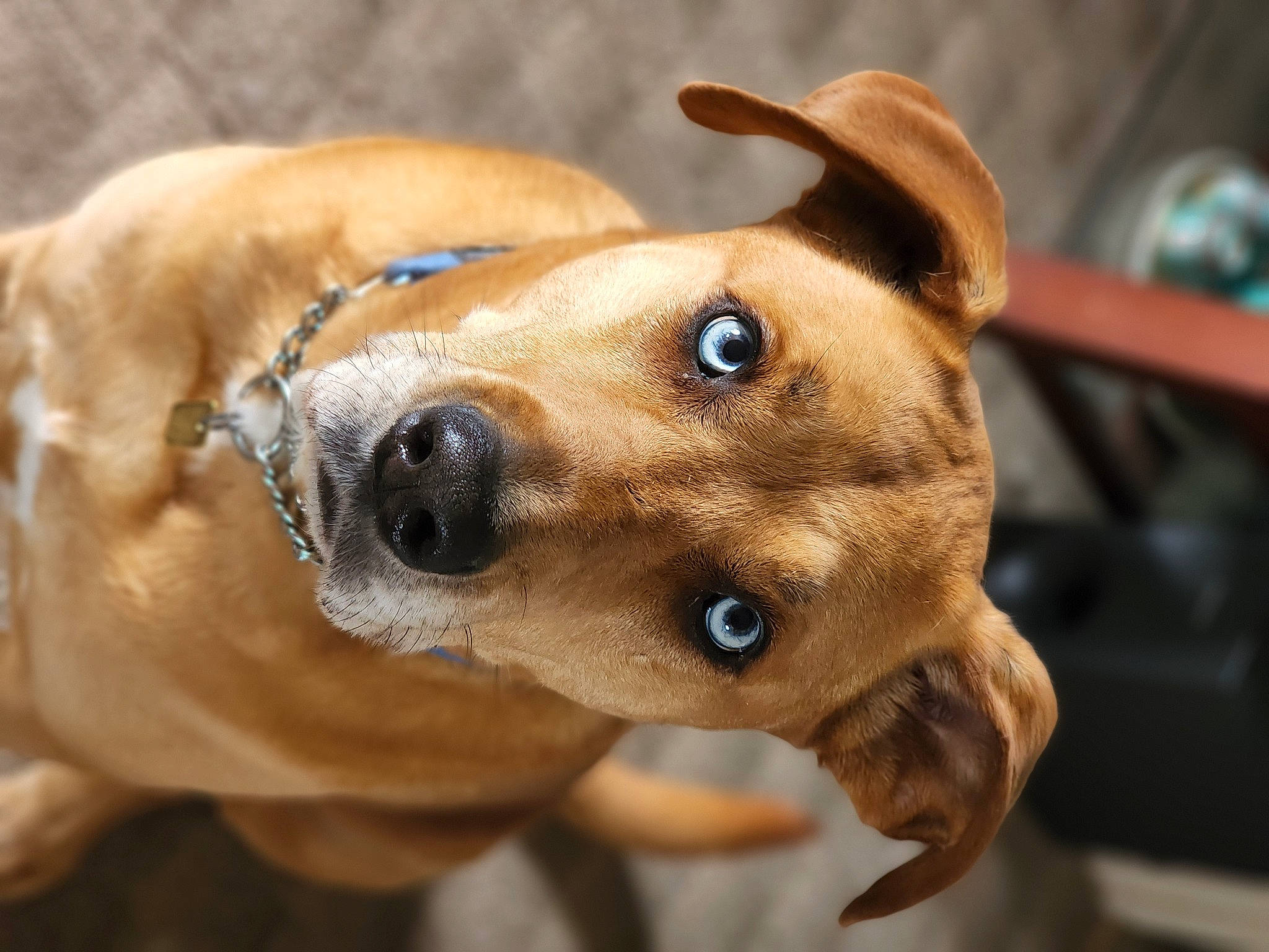 Medusa joined the competition — help win amazing prizes! canidae, carnivore, collar, companion_dog, dog, dog_breed, dog_collar, dog_supply, ear, eye, fawn, fur, head, liver, non_sporting_group, pet_supply, snout, sporting_group, whiskers, working_animal