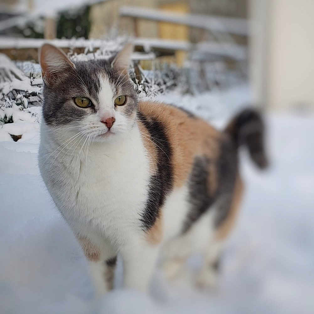 Chipie participe au concours pour gagner de l'argent avec cette photo : abyssinian, angora, animal, blizzard, cat, egyptiancat, kitten, manx, nature, outdoors, pet, siamese, snout, snow, storm, winter