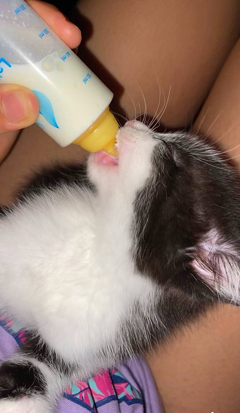 Kira a rejoint le concours — aidez-le/la à gagner de superbes lots ! carnivore, cat, ear, felidae, fur, kitten, nail, skin, small_to_medium_sized_cats, tail, whiskers