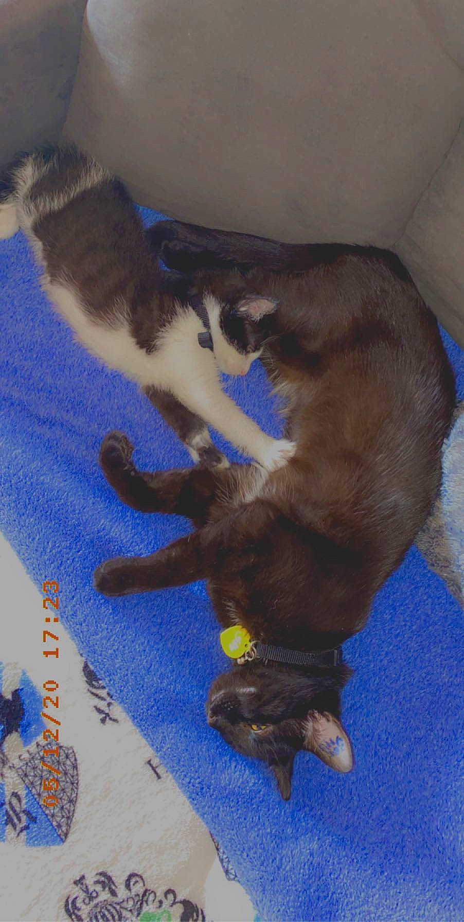 Kira participe au concours pour gagner de l'argent avec cette photo : canidae, carnivore, claw, dog_breed, fawn, paw, tail