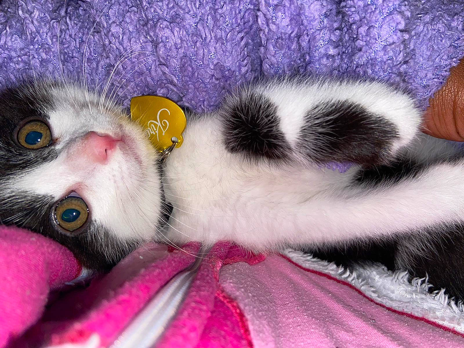 Kira a rejoint le concours — aidez-le/la à gagner de superbes lots ! american_wirehair, carnivore, cat, domestic_short_haired_cat, eye, fawn, felidae, fur, iris, kitten, mammal, munchkin, paw, pink, polydactyl_cat, scottish_fold, small_to_medium_sized_cats, snout, tail, whiskers