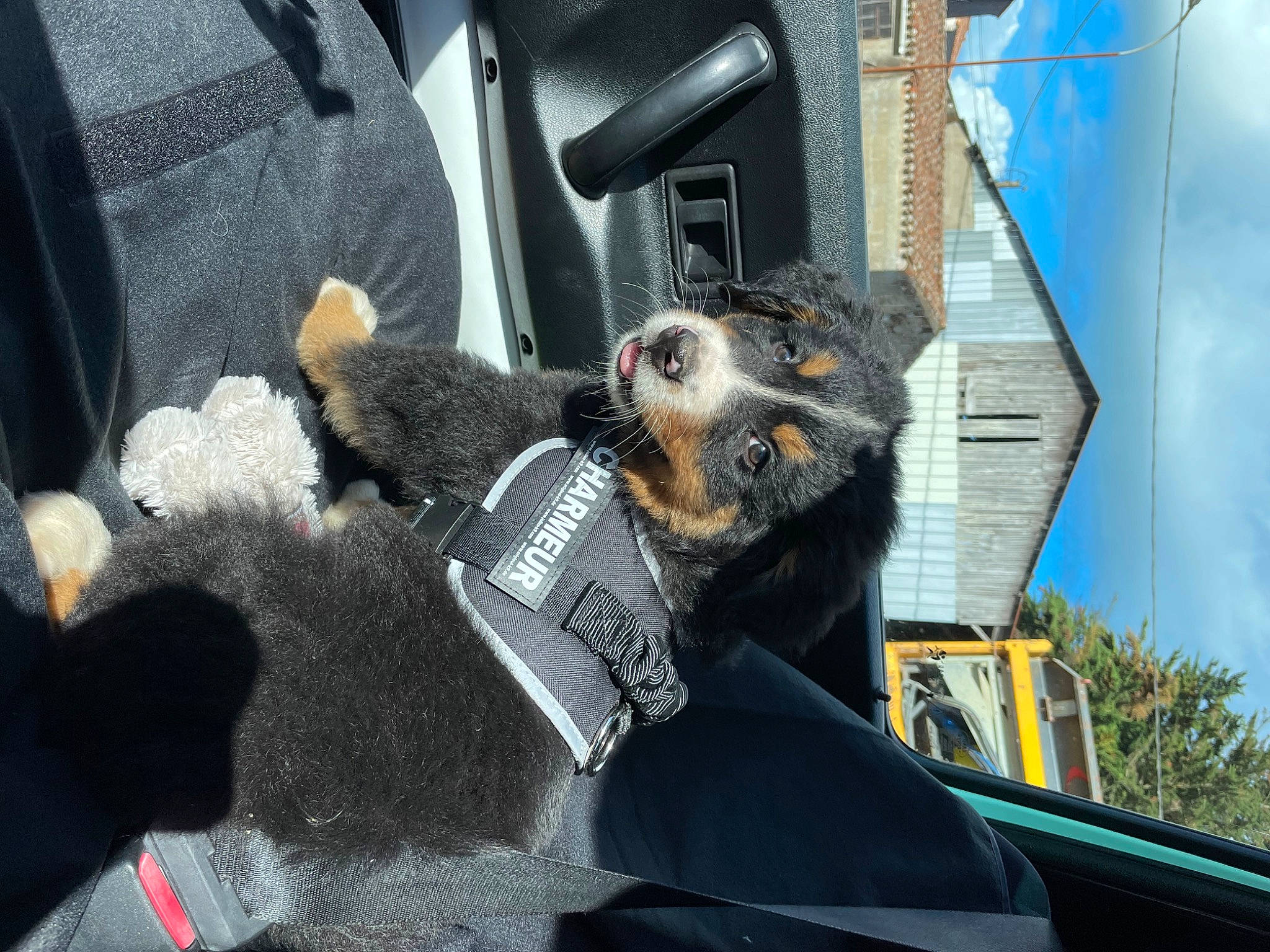 Ted participe au concours pour gagner de l'argent avec cette photo : auto_part, automotive_exterior, automotive_lighting, automotive_tire, automotive_window_part, bumper, car_seat, carnivore, cloud, dog_breed, fur, glass, hood, luxury_vehicle, motor_vehicle, snout, vehicle, vehicle_door, window, windshield
