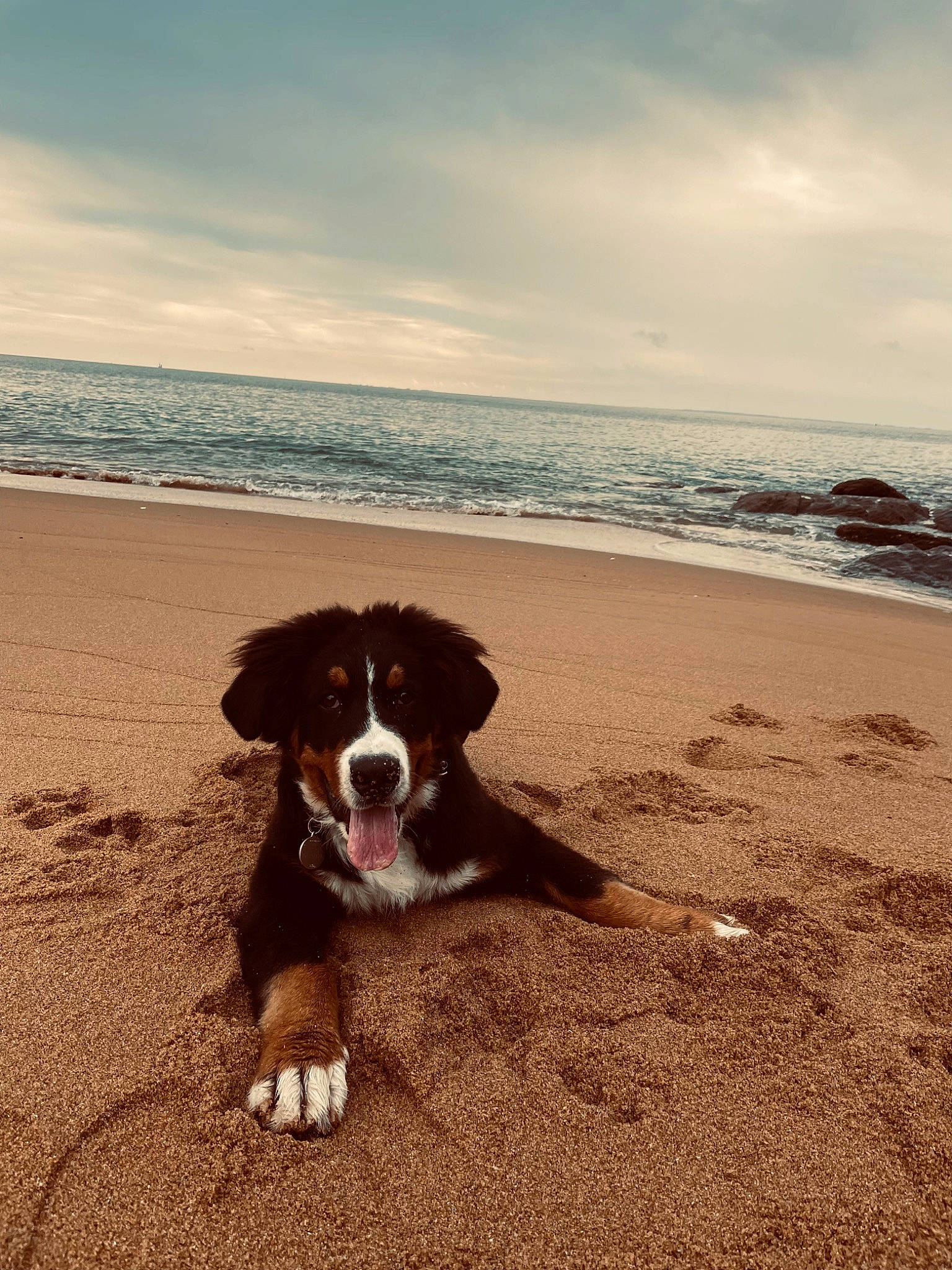 Ted participe au concours pour gagner de l'argent avec cette photo : ball, beach, carnivore, cloud, companion_dog, dog, dog_breed, horizon, lake, landscape, ocean, sand, sky, soil, sporting_group, tints_and_shades, tree, water, wind_wave, wood
